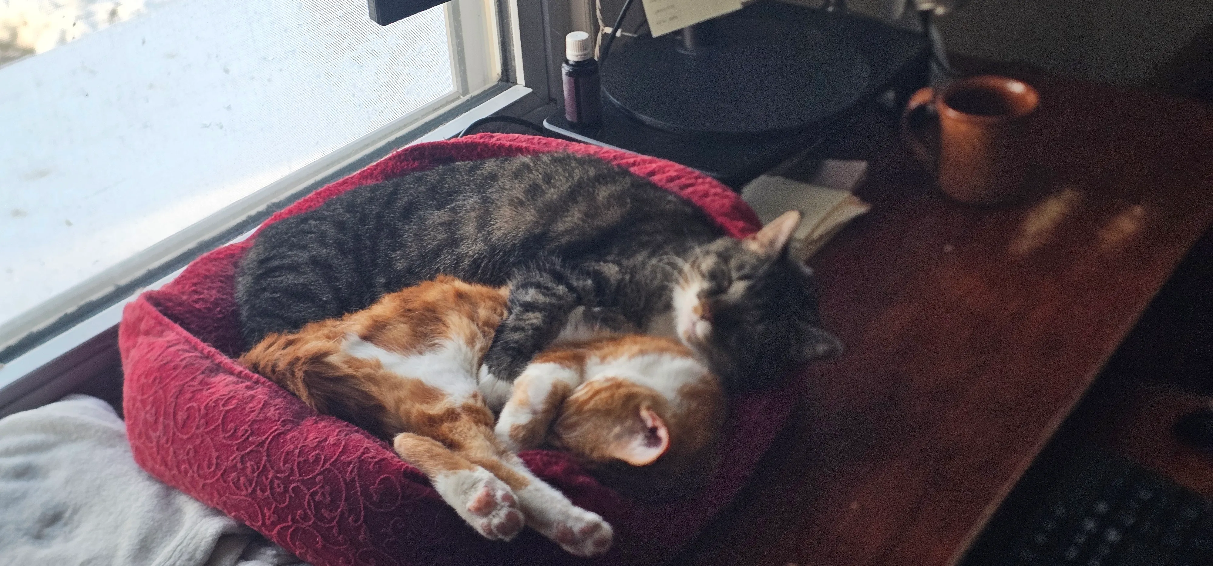 Two cats curled up asleep together