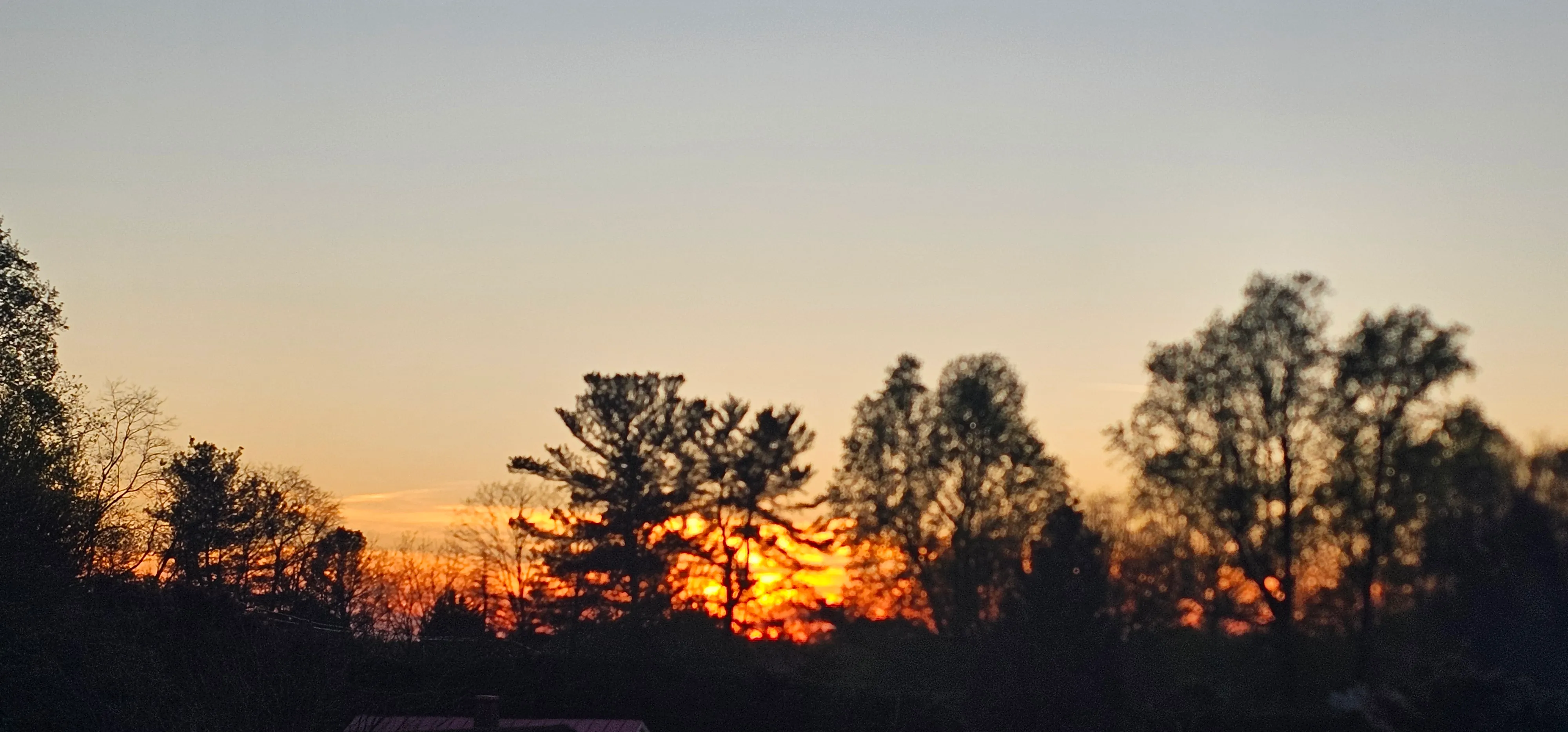 A sunset glowing through the trees